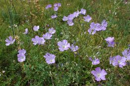 087_Linum austriacum